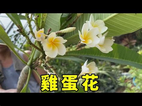 雞蛋花風水陽台|雞蛋花擺放禁忌：這些要注意